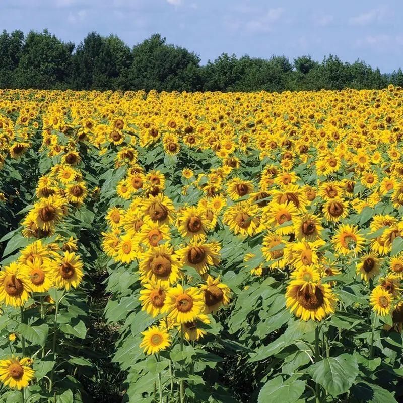 Sunflower Seeds