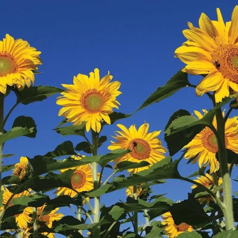 Sunflower Seeds