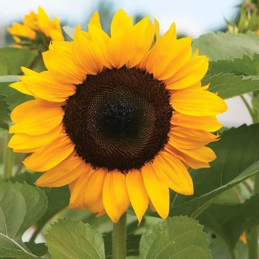 Sunflower Seeds